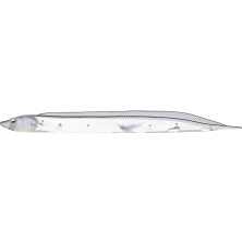 Die Grup Flash J Shirasu 7.5cm Sw #146 Keimura Clear Silver Sahte Balık