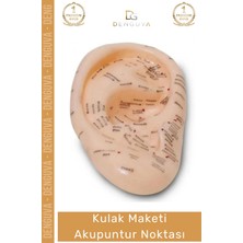 #eğitimmaketi Sert Plastik 20 cm Anatomik Eğitim Materyali Profesyonel Kulak Maketi Akupunktur Noktası