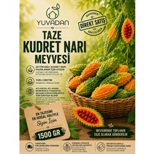 Yuvadan Taze Kudret Narı Meyvesi | 1500 gr - Zeytinyağlı kudret narı yapımına uygun