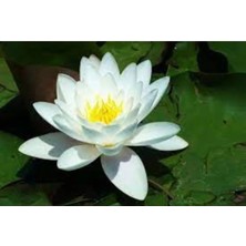 Tohumcumm 3 Adet Tohum Organik Beyaz Lotus Su Çiçeği Tohumu Hediye Tohumlu