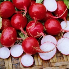 Altın Gıda 45 60 gr Kırmızı Iri Turp Tohumu – Iri Kırmızı Turp Ekimi Için Tohum