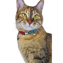 Pompiti Kırmızı-Turkuaz Zilli Ayarlanabilir Kedi Tasması | Taraftar Renkli Şık Boyun Tasması