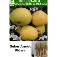 Bodur Tarım Bulancak 2 Yaşında Yarı Bodur Tüplü Topraklı Aşılı Yöresel Şeker Armut Meyve Fidanı