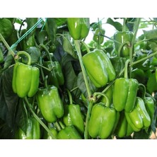 Meks Biber Dik Dolma Tohumu - Aksel 10 gr