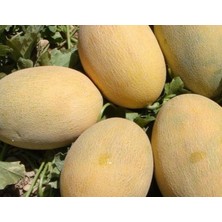 Meks Kavun Ananas Tohumu - Aksel 10 gr