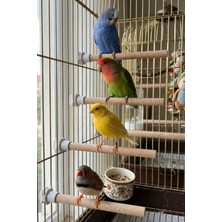 Mivra Pets 4'lü Doğal Ahşap Muhabbet Kuşu Tüneği 21 cm 10 mm Pürüzsüz Klipsli Kanarya Kafes Aksesuarı
