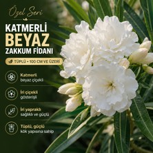 Taber Katmerli Beyaz Zakkum Fidanı Tüplü 100 cm ve Üzeri – Iri Çiçekli ve Iri Yapraklı