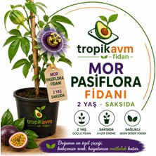 Mor Pasiflora Fidanı