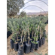 Çiçek Life Yamalak Zeytin Fidanı 1,5 Yaş 70 cm 1 Metre Boy