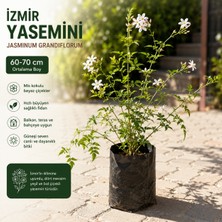 Taber Kokulu Izmir Yasemini Fidanı 60-70 cm – Beyaz Çiçekli Sarılıcı Yasemin