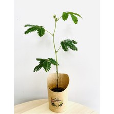 Isparta Gülü Mimosa Pudica Küstüm Çiçeği Fidanı Canlı Bitki 10-20 cm