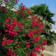 Isparta Gülü Zakkum Çiçeği Fidanı Kırmızı 40-60 cm