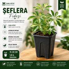 Taber Alacalı Şeflera Fidesi 15-20 cm – 1,5 L Saksıda Canlı Iç Mekan Bitkisi