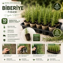 Taber 10 Adet Paper Potlu Biberiye Fidanı 10-15 cm – Köklü Canlı Fide – Saksı Balkon ve Bahçe Için