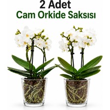 ByKurt Cam Orkide Saksısı 13 cm Şeffaf Cam Saksı 12 Pota Uyumlu Dekoratif Orkide Saksısı 2 Adet