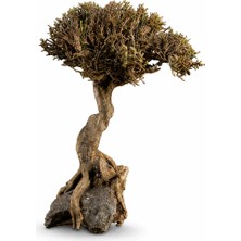 Nonamepetshop Akvaryum Bonsai Ağacı Dekoru 22-32 cm