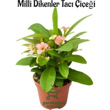 Esranın Dünyası Pembe Renk Dikenler Tacı Çiçeği 1 Adet Saksılı 20-25CM