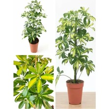 Esranın Dünyası Gardenbox Schefflera Çiçeği, 40-90 Cm, Saksılı, Iç Mekan Bitki, Yeşil