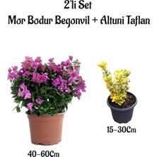 Esranın Dünyası Bodur Mor Renk Begonvil Çiçeği+Altuni Taflan 2'li Set Saksılı Dış Mekan Bitkisi, BTS0001NA1302
