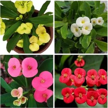 Esranın Dünyası Videolu Dikenler Tacı Milli 4 Adet 15-25CM Kırmızı-Pembe-Beyaz-Sarı Çiçekli Kaktüs(Euphorbia)