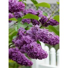 Esranın Dünyası Gardenbox Mor Renkli Leylak Fidanı Saksılı, 80-130 cm