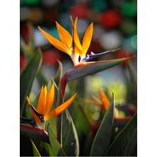 Esranın Dünyası Gardenbox Strelitzia Cennet Kuşu Çiçeği Turna Gagası 1 Adet Saksılı Iç Mekan Ofis Bitkisi