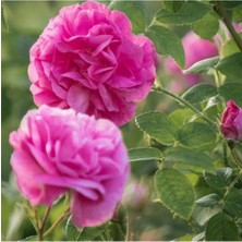 Esranın Dünyası Videolu Reçellik Yediveren Isparta Gül Fidanı (30 60 Cm) 1 Adet Tüplü Aşılı Gül Rose Istichous Rose