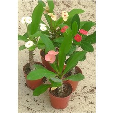 Esranın Dünyası Nura Botanik Dikenler Tacı (Euphorbia), 15-25 Cm, Saksılı, 4 Adet Farklı Renk