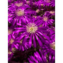 Esranın Dünyası Gardenbox Drosanthemum Floribundum Acem Halısı Çiçeği Fidesi, 30 Adet Tüplü, 5-10 Cm, Mor