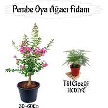Esranın Dünyası Nura Botanik Pembe Oya Ağacı Fidanı Saksılı, 30-60 Cm, Tül Çiçeği Hediyeli