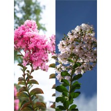 Esranın Dünyası Nura Botanik Beyaz Pembe Renkli Oya Ağacı Fidanı, 60-80 Cm, 2 Adet Lagerstroemia Indica