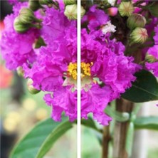 Esranın Dünyası Nura Botanik Mor Renk Oya Ağacı Fidanı, 40-65 Cm, Saksılı, Lagerstroemia