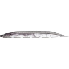 Esranın Dünyası Flash J Shirasu 3" Sw #104 Katakuchi Iwashi Silver