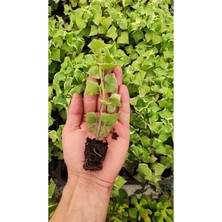 Esranın Dünyası Senecio Macroglossus (Ev Sarmaşığı) Fidesi, BTS05032025BYB50