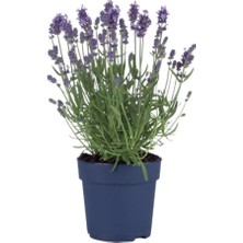 Isparta Gülü Tıbbi Lavanta Lavandula Angustifolia Sevtopolis 2 Adet