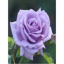 Isparta Gülü Yediveren Lila Gül Fidanı 1 Adet 10-20 cm Yediveren Lilac Rose