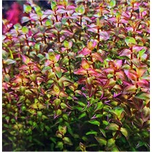 Odea 5 Dal Akvaryum Bitkisi Rotala Macrandra Mini Pink, Su Bitkisi