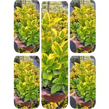 Odea Nura Botanik Euonymus Japonica, 5 Adet Saksılı Dış Mekan Bitkisi, 30-50CM, Çok Renkli