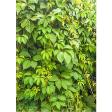 Odea Renk Değiştiren Duvar Sarmaşığı 40-65CM Saksılı/tüplü Peyzaj Bitkisi