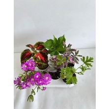 Odea Gardenbox 6'lı Bitki Seti, Mezem, Yaprak Güzeli, Telgraf, Ortanca, Itır, Aşkın Göz Yaşı