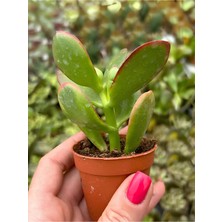 Odea Gardenbox Canlı Mini Para Çiçeği (Crassula Ovata) Saksılı Yeşim Sukulent