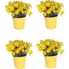 Odea Nura Botanik Sarı Çalı Papatya, 4 Adet Saksılı, 20-40 Cm, Dış Mekan Bitkisi (Coreopsis)