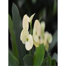 Odea Euphorbia Milii White Dikenler Tacı Beyaz Ev Ofis Salon Iç Mekan Bitkisi 25 Cm, BTSR137