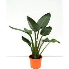 Odea Nura Botanik Strelitzia 50-70CM Saksılı Salon Çiçeği, Orta Boy