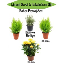 Odea Serada Decor & Plant Bahçe Seti, 2 Adet Limoni Servi Fidanı, 1 Adet Sarı Gül Fidanı, Hediye Biberiye