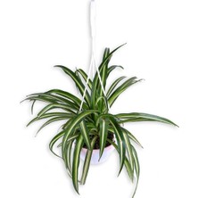 Odea Gardenbox Kurdela Çiçeği Chlorophytum Askılı Saksı'da