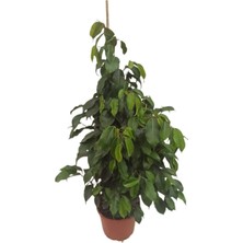 Odea Benjamin Ficus 90-110 cm