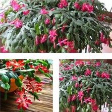Odea Gardenbox Kırmızı Yılbaşı Çiçeği, 20-30 Cm, Saksılı, Schlumbergera Truncata