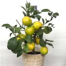Odea Nura Botanik Meyveli Limon Ağacı Fidesi, 50 cm Boy