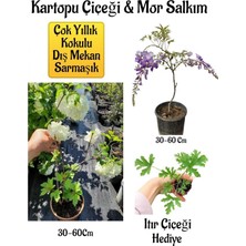 Odea Avantajlı Kokulu Kartopu Çiçeği Mor Salkım Ağacı Fidanı Itır Çiçeği Peyzaj Seti